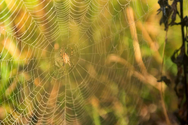 Araña de jardín o Argiope aurantia en su red — Foto de Stock