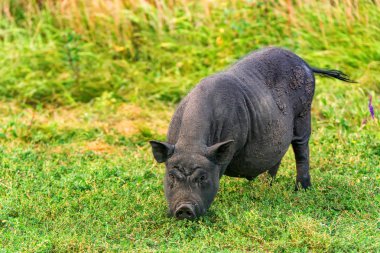 Sevimli siyah komik etkin Vietnamca domuz açık