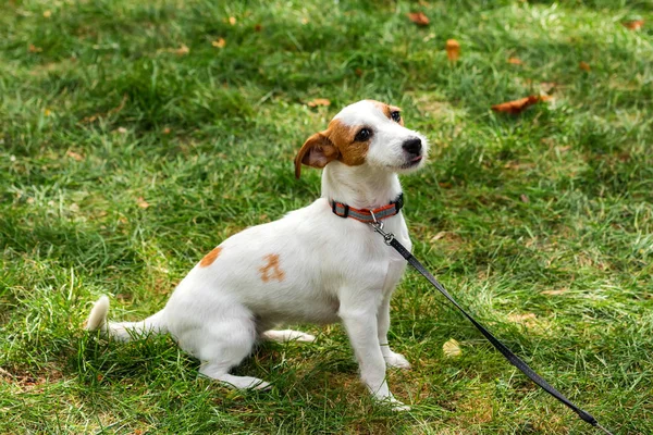 Cute mutlu jack russel çim evde beslenen hayvan köpek yavrusu — Stok fotoğraf