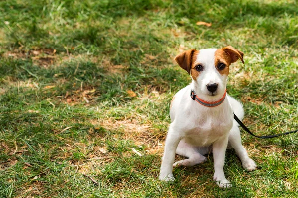 Cute mutlu jack russel çim evde beslenen hayvan köpek yavrusu — Stok fotoğraf