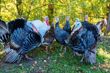 Açık havada çimenlerin üzerinde erkek ve kadın hindi