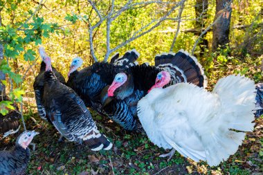 Male and female turkeys outdoors on grass clipart