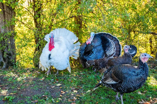 Male and female turkeys outdoors on grass — Stock Photo, Image