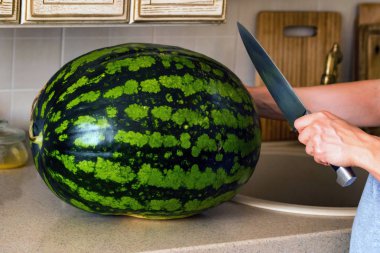 İnsan eli bıçaklı bir karpuz içinde yarım keser.