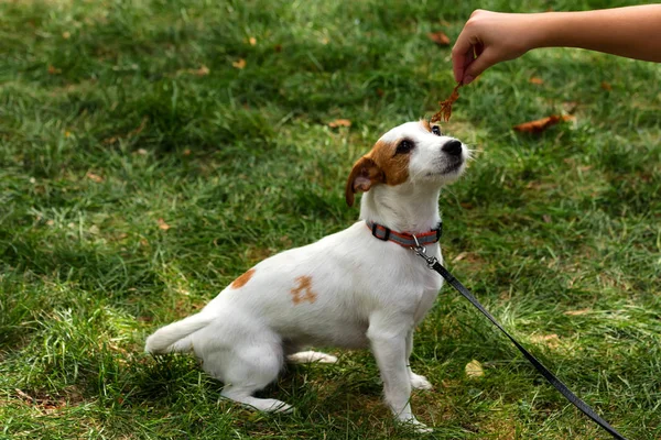 Playinf mit niedlichen Jack Russel Welpen Hund im Freien — Stockfoto