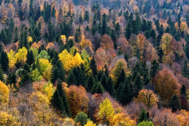 Doğal manzara parlak dağ orman Güz