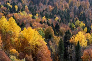 Doğal manzara parlak dağ orman Güz