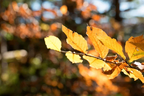 Крупним планом жовте листя з красивим осіннім лісовим фоном — стокове фото