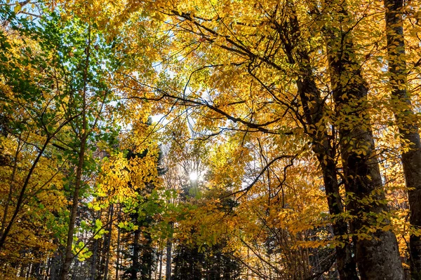 Schilderachtige landschap van prachtige zonovergoten herfst bos — Stockfoto