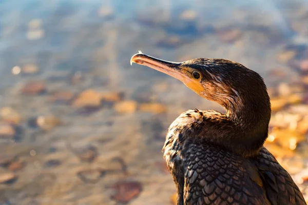 Great Cormorant or Phalacrocorax carbo in nature — Stock Photo, Image