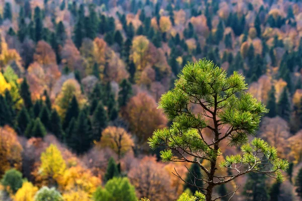 Paesaggio paesaggistico con foresta di montagna luminosa in autunno — Foto Stock