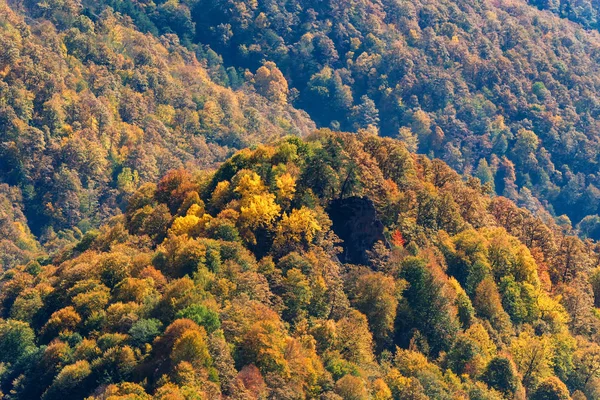 秋山森林风景秀丽 — 图库照片