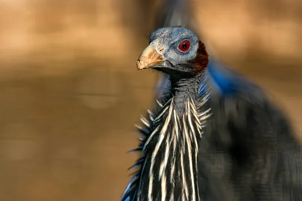 Vulturine guineafowl or Acryllium vulturinum in nature — Stock Photo, Image