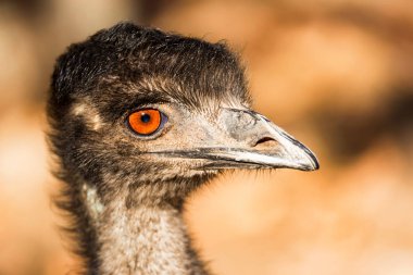 Emu veya Dromaius novaehollandiae kafa yakın portresi