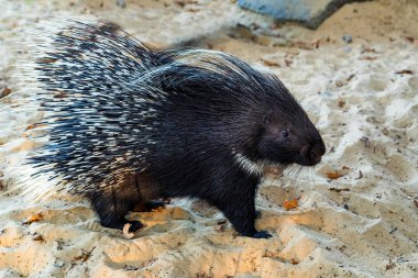 Kum üzerinde Hint oklu kirpi veya Hystrix indica