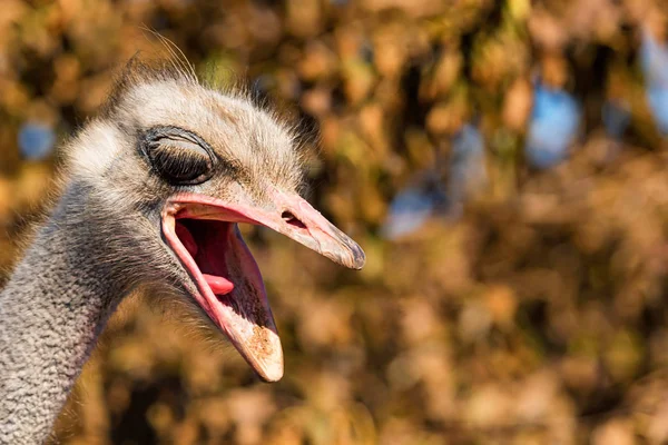 Portrait of angry Emu or Dromaius novaehollandiae head close