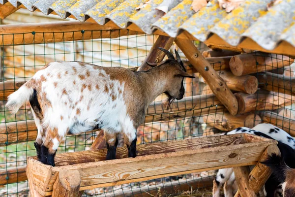 Маленькая коза стоит на кормушке в зоопарке — стоковое фото