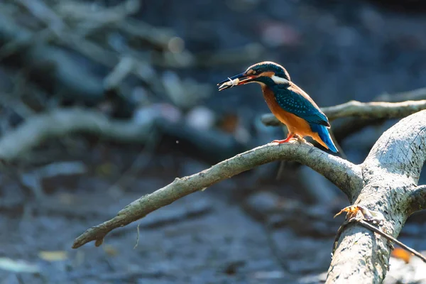 Kingfisher ou Alcedo atthis poleiros no ramo com comida no bico — Fotografia de Stock