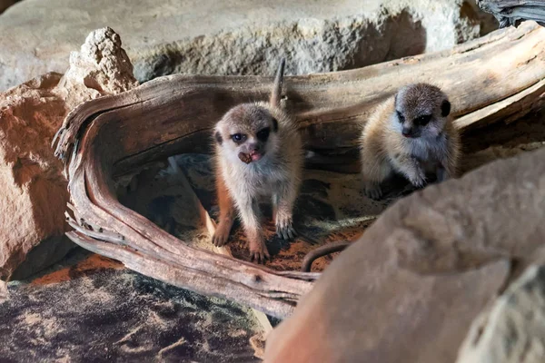 Joven lindo Meerkats o Suricata Suricatta en zoológico —  Fotos de Stock