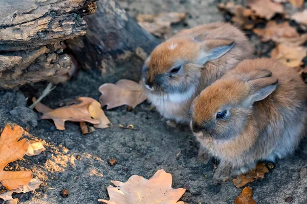 Photo rapprochée de deux jeunes lapins mignons — Photo