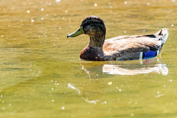 Male wild duck or Anas platyrhynchos floats in water — Stock Photo, Image
