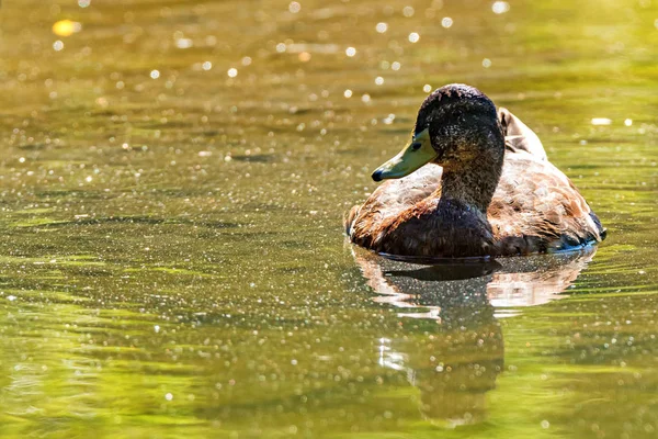 Male wild duck or Anas platyrhynchos floats in water — Stock Photo, Image