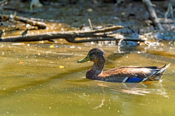 Male wild duck or Anas platyrhynchos floats in water — Stock Photo, Image