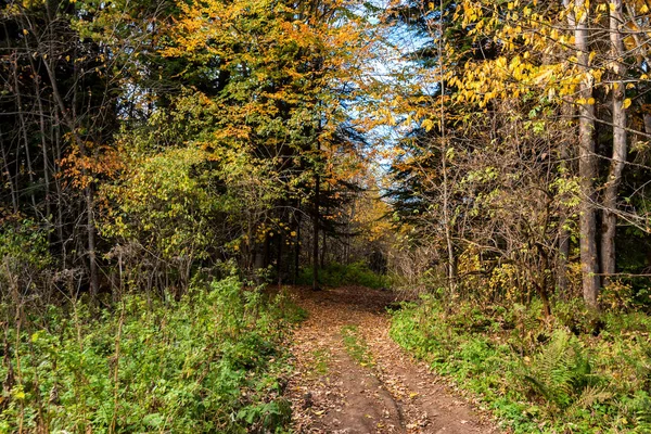 Pemandangan jalan di hutan musim gugur yang indah diterangi sinar matahari — Stok Foto