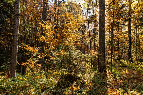Paisagem cênica da bela floresta de outono iluminada pelo sol — Fotografia de Stock