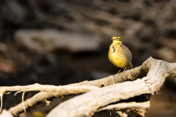 Western gele kwikstaart of Motacilla flava op boom — Stockfoto