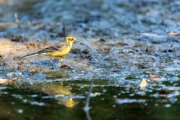 Western Yellow Wagtail or Motacilla flava near water — Stock Photo, Image