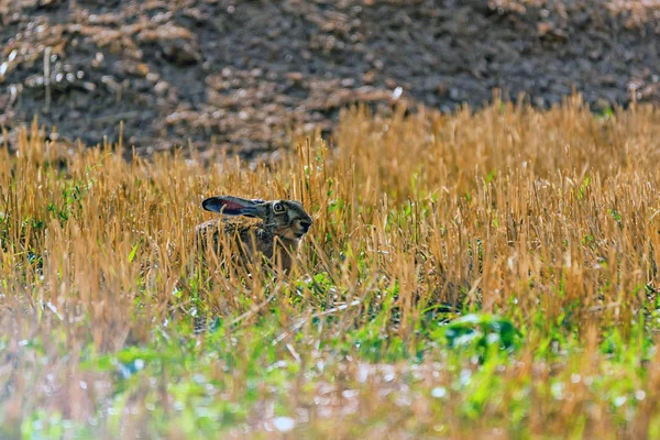 Lièvre d'Europe ou Lepus europaeus assis dans une prairie — Photo
