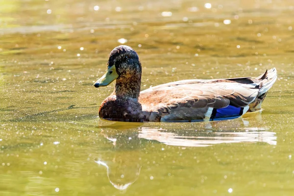 Male wild duck or Anas platyrhynchos floats in water — Stock Photo, Image