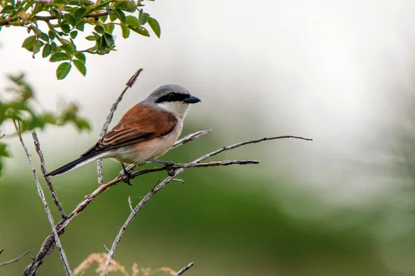 Rotrückenwürger oder Lanius collurio am Ast — Stockfoto