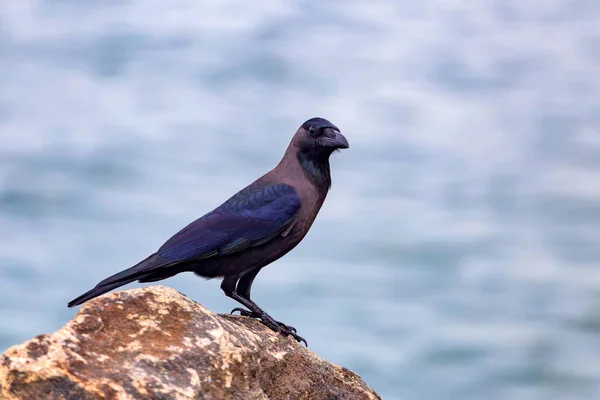 Cuervo de la casa o Corvus splendens perchas en la roca —  Fotos de Stock