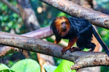 Altın başlı aslan pembe maymun ya da Leontopithecus chrysomelas ağaç üzerinde
