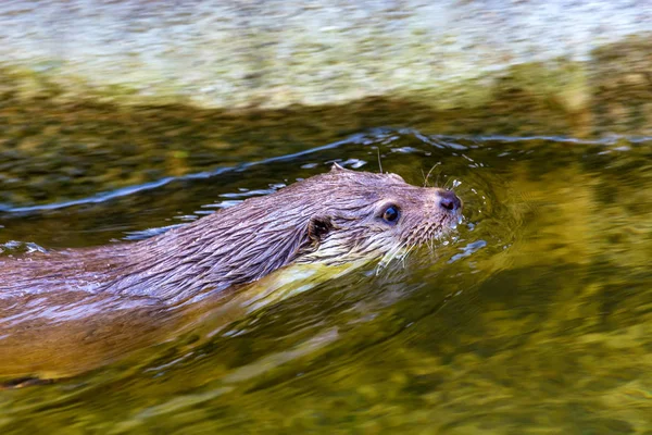 Europese Otter of Lutra lutra zwemt in water — Stockfoto