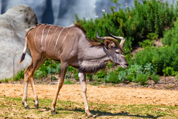 Мужчина Больше Куду Tragelaphus Strepsiceros Ходить Зоопарке Парижа — стоковое фото