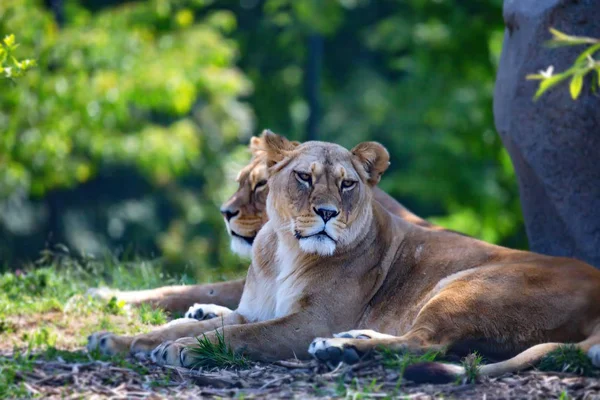 Two Lions or Panthera leo rest in savanna — Stock Photo, Image