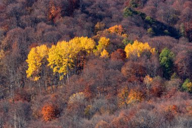 Güneşli dağlarda sonbahar ormanın doğal peyzaj