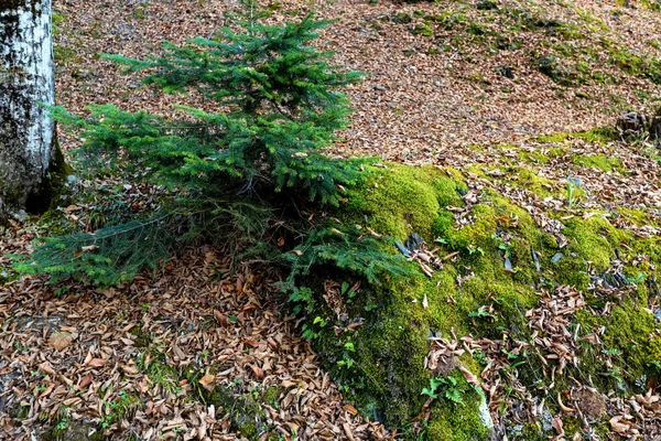 Paysage pittoresque de la forêt d'automne par une journée ensoleillée — Photo