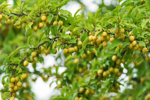 Wild cherry plum or Prunus cerasifera tree — Stock Photo, Image