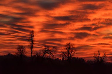 Çıplak ağaca siluetleri ile dramatik günbatımı gökyüzü