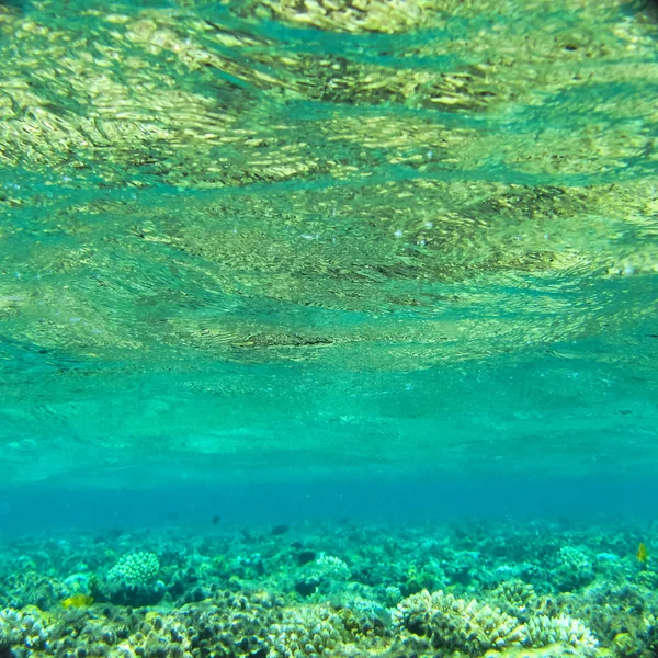 Подводная сцена какого-то моря — стоковое фото