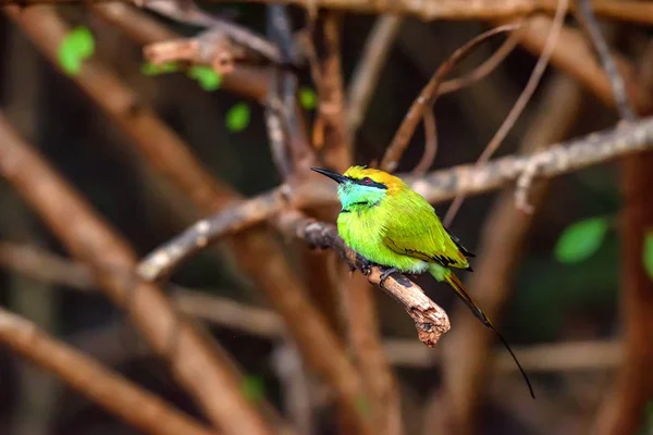 Comedor de abelhas verde ou Merops orientalis poleiros no ramo — Fotografia de Stock