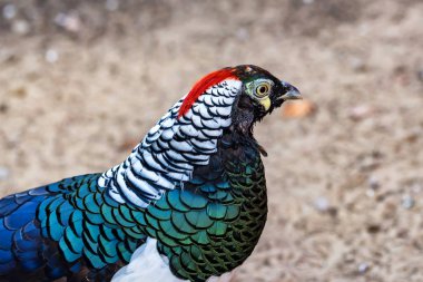 Güzel elmas sülün veya Chrysolophus amherstiae kadar yakın