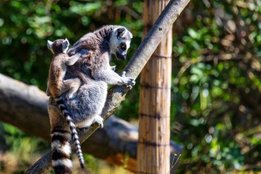 Ring-Tailed Lemur veya Lemur catta anne çocuk ile