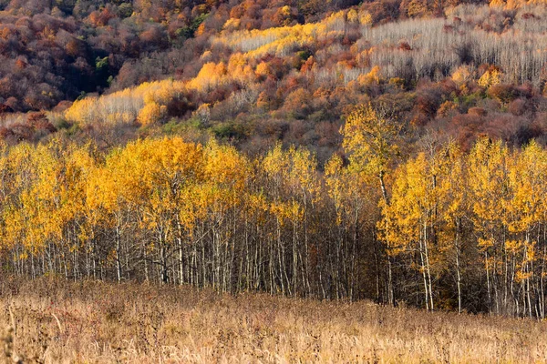 阳光明媚的日子里山中秋天森林的风景 — 图库照片