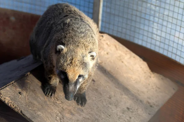 Blech coati of Nasua narica in dierentuin dicht — Stockfoto