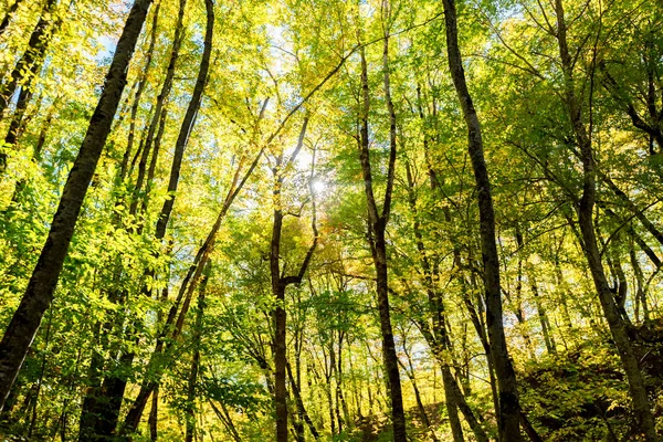 Hermosa mañana de verano en un bosque verde — Foto de Stock